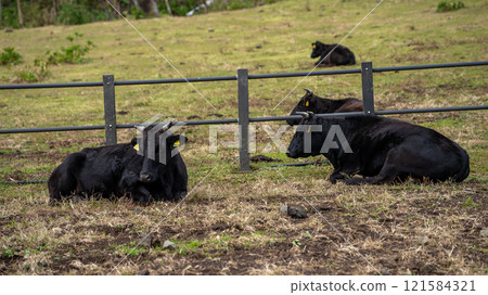 Hachijo Fuji Fureai Ranch 121584321