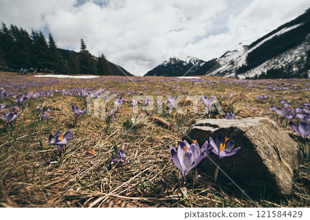 Dolina Chocholowska with blossoming purple crocuses or saffron flowers,Tatra mountains, Poland. 121584429