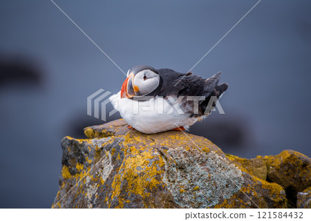 Single atlantic puffin in Iceland, animal outdoor background Single atlantic puffin in Iceland, animal outdoor background 121584432