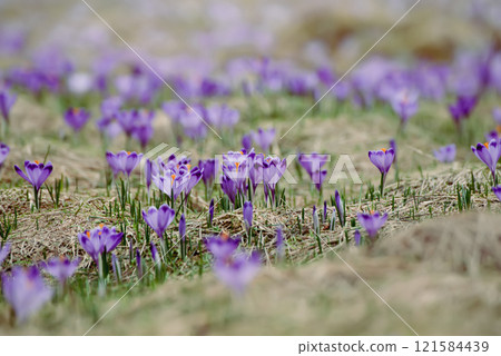 Spring crocus flowers, Easter background 121584439