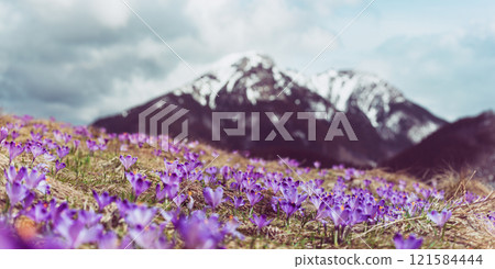 Dolina Chocholowska with blossoming purple crocuses or saffron flowers,Tatra mountains, Poland. 121584444