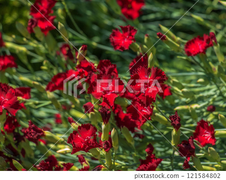 Wild red carnation Dianthus deltoides Brilliant on the lawn on a dark background. Dnepropetrovsk Botanical Garden, Ukraine. 121584802