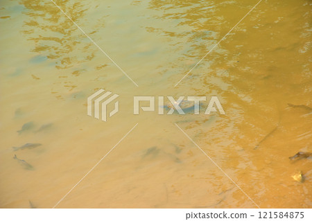 River turtle in the habitat. Turtle in the water. River turtle in the habitat. Turtle in the water. 121584875