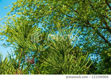 Araucaria araucana - Close up on branches with thick and triangular leaves, scale-like with sharp edges and tips of Monkey puzzle tree or Chilean pine 121584908