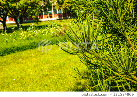 Araucaria araucana - Close up on branches with thick and triangular leaves, scale-like with sharp edges and tips of Monkey puzzle tree or Chilean pine 121584909