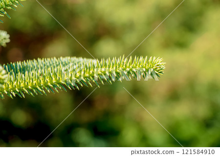 Araucaria araucana - Close up on branches with thick and triangular leaves, scale-like with sharp edges and tips of Monkey puzzle tree or Chilean pine 121584910