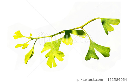Fresh bright green leaves of ginkgo biloba. Isolated on white background. Branches of a ginkgo tree in the botanical garden in Nitra in Slovakia. Fresh bright green leaves of ginkgo biloba. Isolated on white background. Branches of a ginkgo tree in the botanical garden in Nitra in Slovakia. 121584964