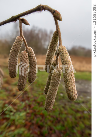 A close-up photo of hazel catkins on a blurred background, Corylus avellana or Corylus maxima A close-up photo of hazel catkins on a blurred background, Corylus avellana or Corylus maxima 121585088