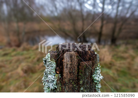 A wooden pole covered with moss. Blurry background, shallow depth of field A wooden pole covered with moss. Blurry background, shallow depth of field 121585090