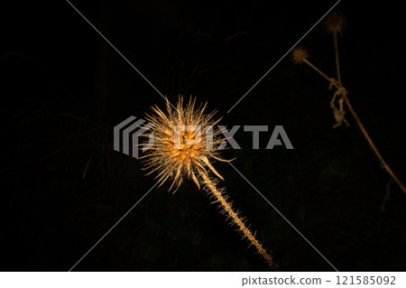 A close-up picture of a dry Yellowflower teasel or Dipsacus strigosus. Isolated on a black background A close-up picture of a dry Yellowflower teasel or Dipsacus strigosus. Isolated on a black background 121585092
