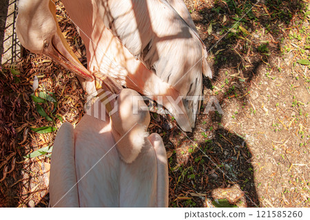 Large white pelican, also known as eastern white pelican, pink pelican or white pelican Pelecanus onocrotalus at the zoo. 121585260