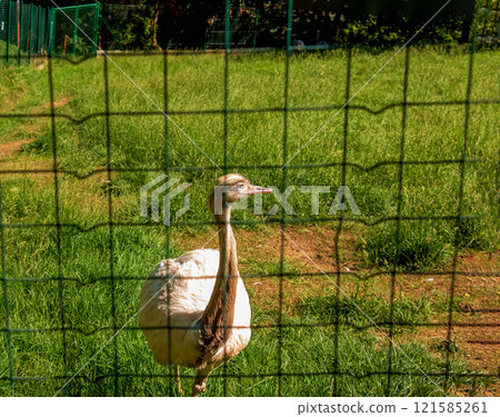 White ostrich in the zoo in the city of Bojnice in Slovakia. Other names for the large rhea include gray, common or American rhea, rhea guarani, or emu. 121585261