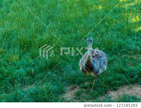 Darwin's rhea, Rhea pennata also known as the lesser rhea. It is a large flightless bird, but the smaller of the two extant species of rheas. Darwin's rhea, Rhea pennata also known as the lesser rhea. It is a large flightless bird, but the smaller of the two extant species of rheas. 121585265