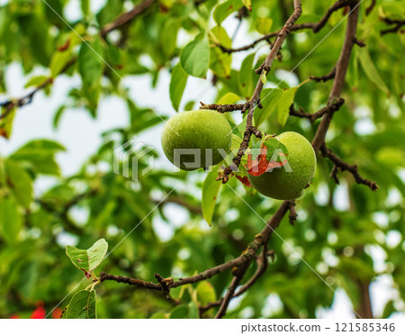 Apple tree branch with ripening juicy apples under bright sunlight. Summer harvest in the garden. Organic gardening and agriculture Apple tree branch with ripening juicy apples under bright sunlight. Summer harvest in the garden. Organic gardening and agriculture 121585346