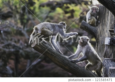 Threatening Rhesus Monkey Threatening Rhesus Monkey 121585471