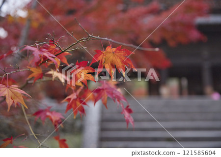 從庭院看到的南禪寺大門與秋葉 22 121585604