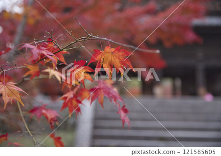 從庭院看到的南禪寺大門和秋葉 23 121585605