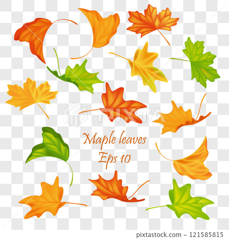 Autumn leaves vector set for fall seasonal elements with maple and oak leaf isolated . Vector illustration. Eps 10 121585815