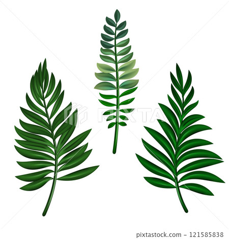 Tropical palm tree jungle leaves vector set. Leaf natural of jungle, colorful exotic leaves branch illustration. Eps 10 Tropical palm tree jungle leaves vector set. Leaf natural of jungle, colorful exotic leaves branch illustration. Eps 10 121585838