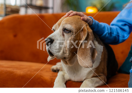 Close-up of young preteen girl child caressing stroking cute beagle dog pet sitting on sofa couch 121586145