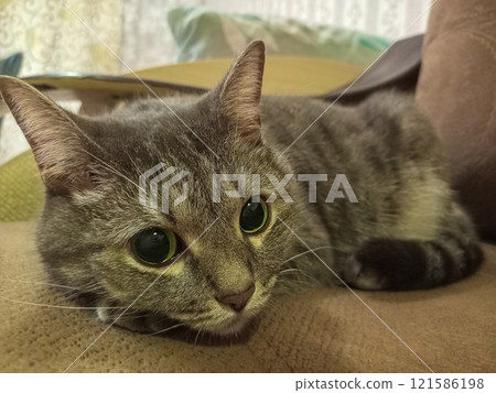 Cute tabby gray cat lying with wide open eyes and looking at the camera. Close-up portrait of a pet. Emotions and moments of unity with the animal world and man, humanism 121586198