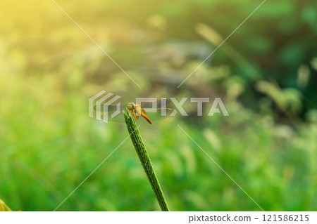 Beautiful yellow dragonfly with green large faceted eyes sitting on a green young spikelet on the background blurred background of a garden with green vegetation and sunny warm lighting Beautiful yellow dragonfly with green large faceted eyes sitting on a green young spikelet on the background blurred background of a garden with green vegetation and sunny warm lighting 121586215