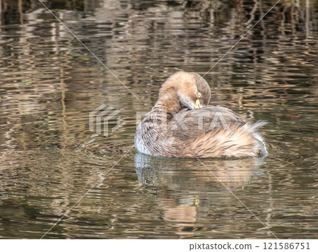 Little Grebe, Kamo River, Kyoto Little Grebe, Kamo River, Kyoto 121586751