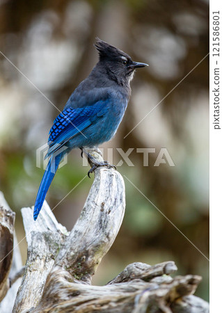 A blue bird with a dignified face A blue bird with a dignified face 121586801