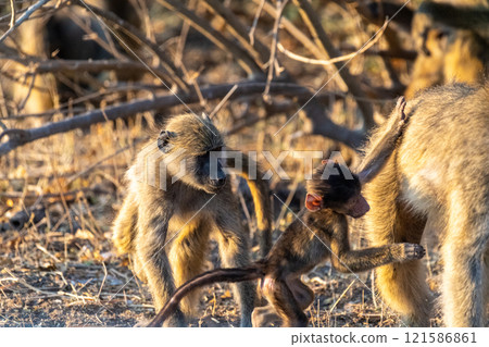 Baboon family in Chobe Baboon family in Chobe 121586861