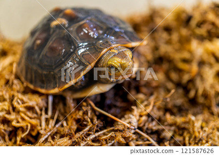 Close-up of a baby box turtle Close-up of a baby box turtle 121587626