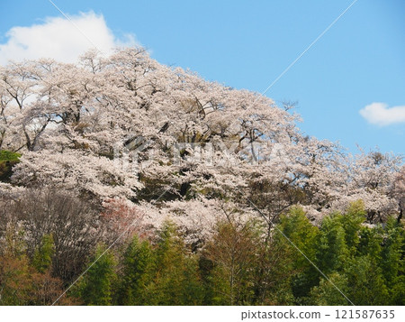 Cherry blossoms in full bloom at Ashino-Gotenyama Park in Nasu Town 121587635