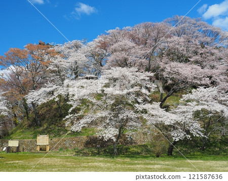 Cherry blossoms in full bloom at Ashino-Gotenyama Park in Nasu Town 121587636