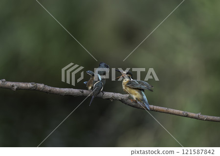 兩隻翠鳥棲息在樹枝上 兩隻翠鳥棲息在樹枝上 121587842
