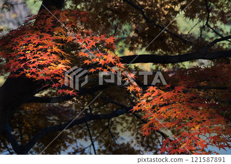 埼玉縣梅措宮澤湖的秋葉 121587891