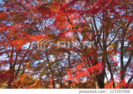 Autumn foliage at Metsa Miyazawa Lake in Saitama Prefecture Autumn foliage at Metsa Miyazawa Lake in Saitama Prefecture 121587898