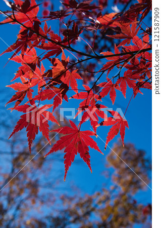 Autumn foliage at Metsa Miyazawa Lake in Saitama Prefecture Autumn foliage at Metsa Miyazawa Lake in Saitama Prefecture 121587909