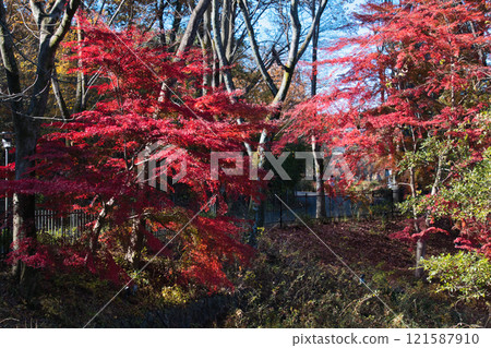 Autumn foliage at Metsa Miyazawa Lake in Saitama Prefecture Autumn foliage at Metsa Miyazawa Lake in Saitama Prefecture 121587910
