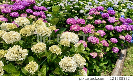 Colorful hydrangeas blooming in profusion (Summit of Mt. Sankane Skyline/Nishio City, Aichi Prefecture) Colorful hydrangeas blooming in profusion (Summit of Mt. Sankane Skyline/Nishio City, Aichi Prefecture) 121588522