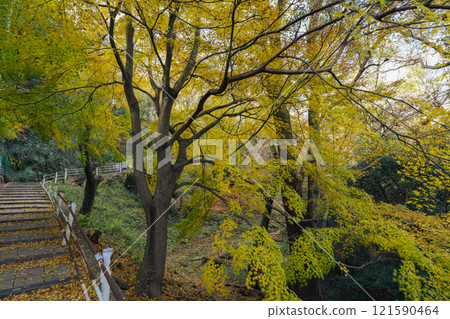 Yellow autumn leaves at Mt. Takatori (Kobe City) Photo taken in December 2024 121590464