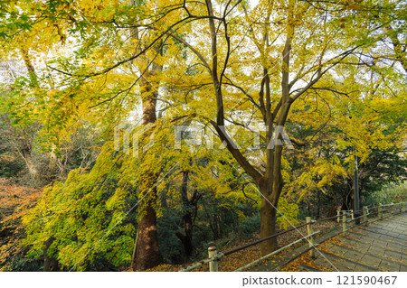 Yellow autumn leaves at Mt. Takatori (Kobe City) Photo taken in December 2024 Yellow autumn leaves at Mt. Takatori (Kobe City) Photo taken in December 2024 121590467