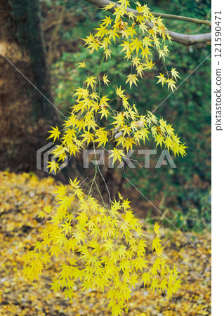 Yellow autumn leaves at Mt. Takatori (Kobe City) Photo taken in December 2024 Yellow autumn leaves at Mt. Takatori (Kobe City) Photo taken in December 2024 121590471