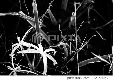 Southern Swamp Lily at the water surface of wetland swamp in the Everglades National Park Southern Swamp Lily at the water surface of wetland swamp in the Everglades National Park 121590572