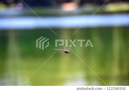 selective focus on a dragonfly in motion over a glassy lake. 121590592