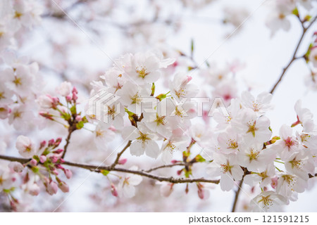Beautiful cherry blossoms Beautiful cherry blossoms 121591215