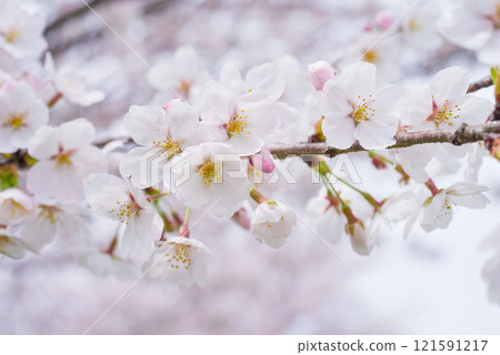 Beautiful cherry blossoms Beautiful cherry blossoms 121591217
