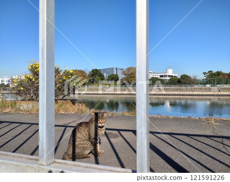 A cat sitting on the other side of a fence on a sunny day 121591226