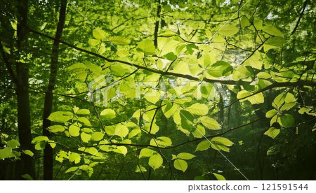 Beech forest: Fresh greenery and eco-friendly image 121591544