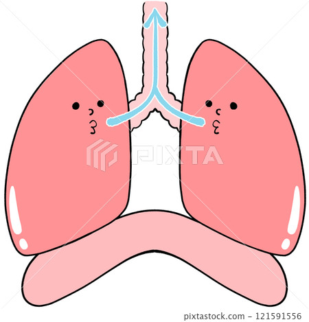 Exhaling Illustration of healthy lungs and diaphragm 121591556