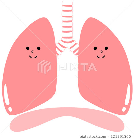 Illustration of healthy lungs and diaphragm 121591560