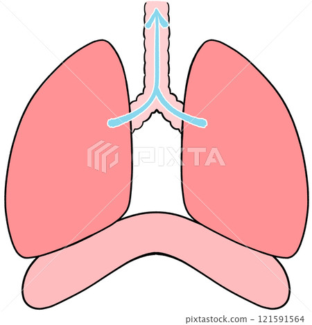 Exhaling Illustration of healthy lungs and diaphragm Exhaling Illustration of healthy lungs and diaphragm 121591564